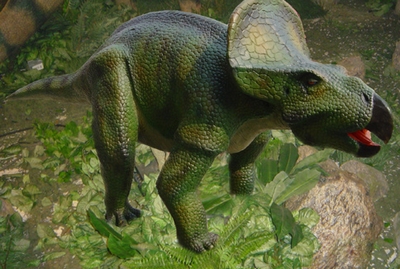 原角龙属于原角龙科,是食草类恐龙,是一群早期角龙类